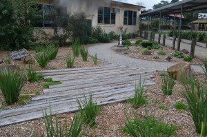 Thanks to dedicated parents this recently reclaimed corner of BSPS our school includes sections of beautifully landscaped treasures for kids to explore, relax and let their imaginations flourish. 